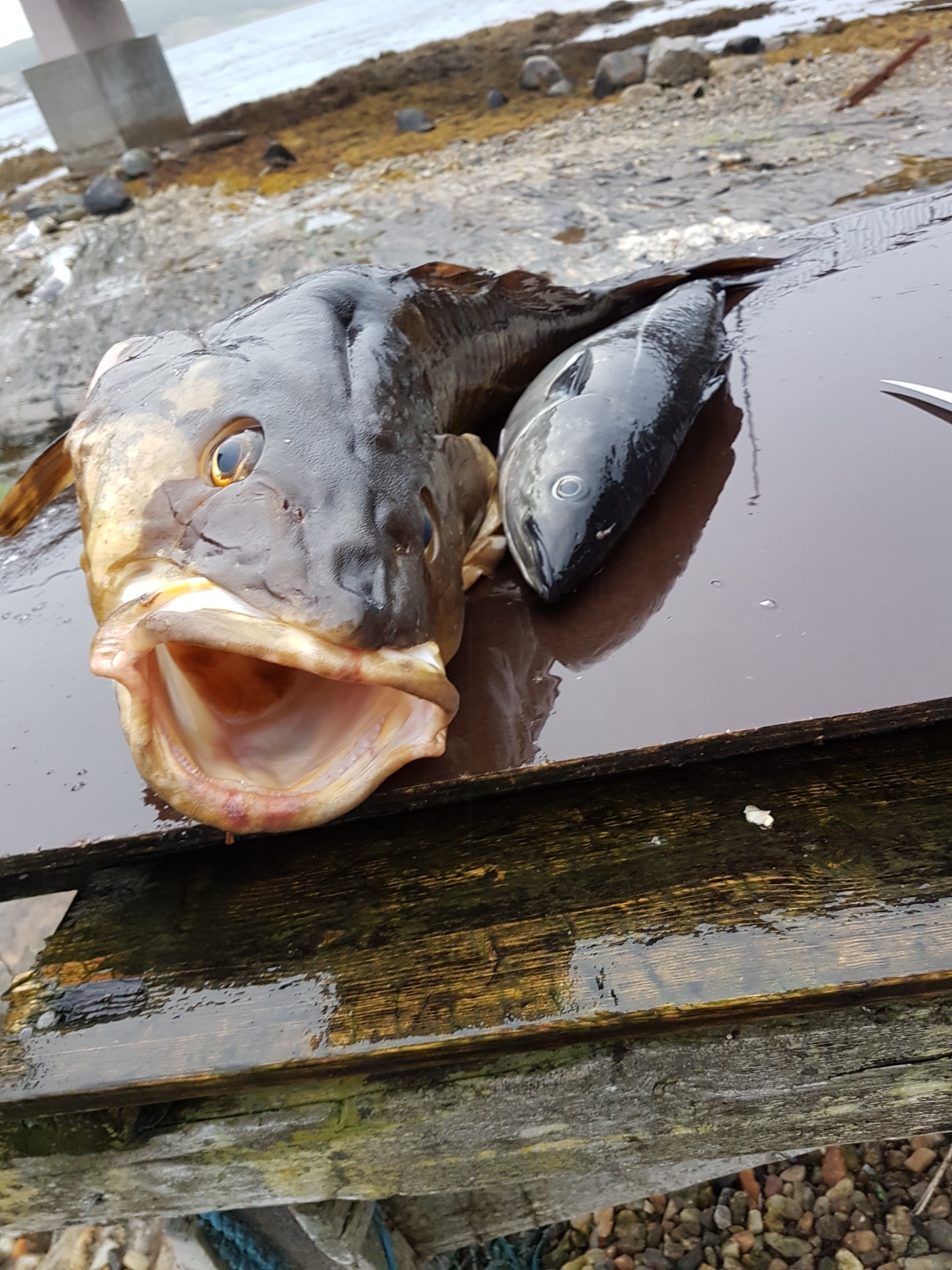 Du visar för närvarande Havsfisketur med Pelle & Robban dag 5
